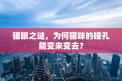 猫眼之谜，为何猫咪的瞳孔能变来变去？