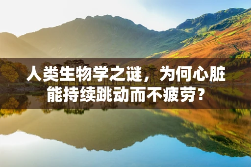 人类生物学之谜，为何心脏能持续跳动而不疲劳？
